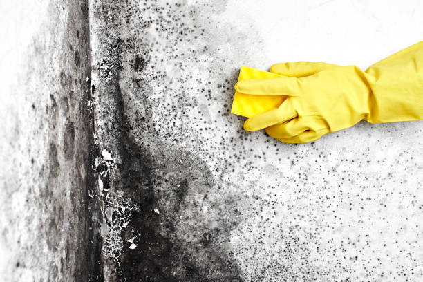 Best Local Mold Removal Service  in Tsaile, AZ
