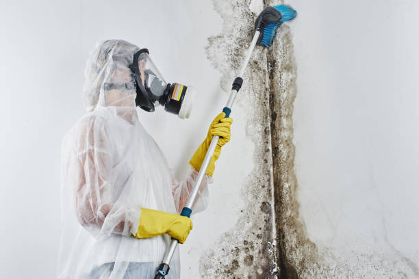 Best Residential Mold Removal  in Tsaile, AZ
