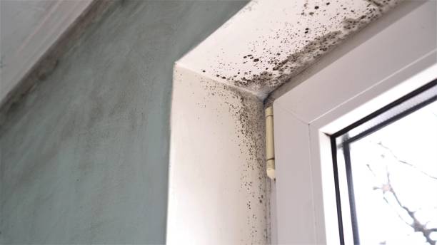 Best Mold Removal Near Me  in Tsaile, AZ