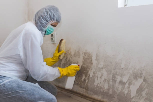 Best Attic Mold Removal  in Tsaile, AZ