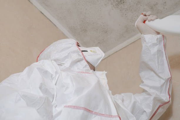 Best Mold Damage Repair  in Tsaile, AZ