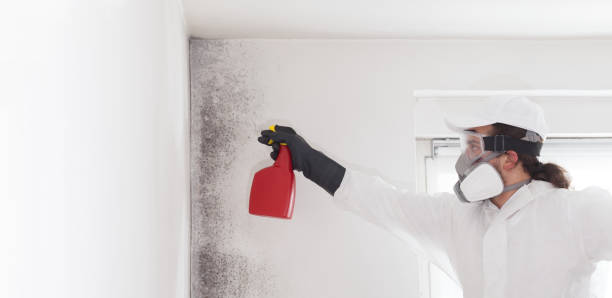 Best Affordable Mold Removal  in Tsaile, AZ