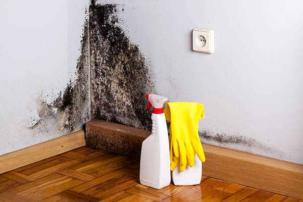Best Same-Day Mold Removal  in Tsaile, AZ