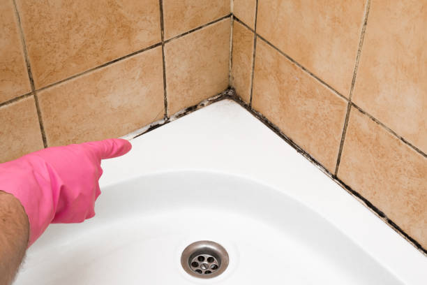 Best Mold Removal Process  in Tsaile, AZ